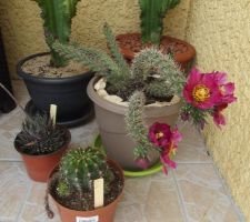 Mes cactus en fleurs