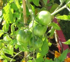 Les tomates grossissent !...