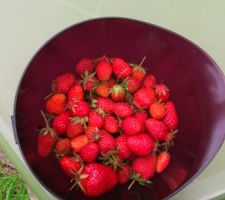 Première récolte de fraises