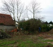 Pendant l'abattage des arbres