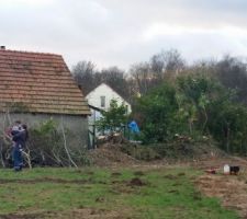 L'abattage des arbres