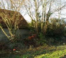 Abattage des arbres avant de commencer le boulot