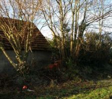 Abattage des arbres avant de commencer le boulot