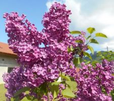 Syringa vulgaris Ludwig Spaeth