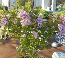 Syringa microphylla velutina 'Josée'