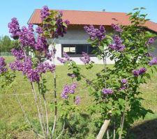 Syringa vulgaris : Ludwig Spaeth (à g.) et Charles Joly (à d.)