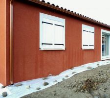 Crépis