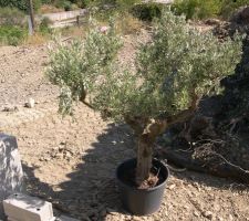 Mon olivier sera bientot planté---nous l'avons posé là aujourdhui