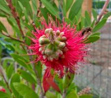 Très jolie fleur que donne cette variété de haie. Un êtit côté fruit de la passion...