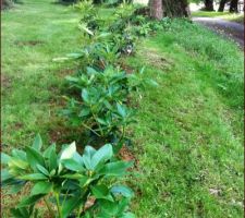 Plantation des 6 rhododendrons ramenés de Bretagne