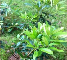 Plantation des 6 rhododendrons ramenés de Bretagne
