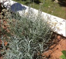 La plate bande, composée de plantes pour jardins secs, commence à prendre des couleurs avec le retour du soleil !