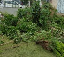 Tonte et élagage avant démolition et terrassement