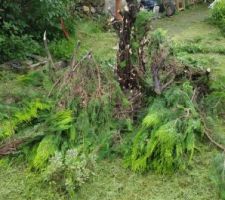 Tonte et élagage avant démolition et terrassement