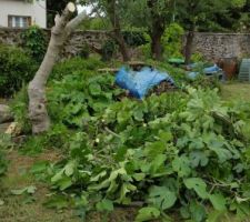 Tonte et élagage avant démolition et terrassement