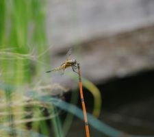 Les premières visiteuses au bassin..