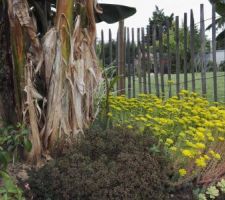 Variétés de sedum