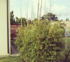 Bambou Phyllostachys Aurea entouré d'une barrière anti-rhizome de 1m de profondeur