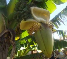 Il n'y a pas qu'en Guadeloupe que l'on trouve des bananes