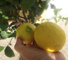 Bonne récolte dans mon citronnier