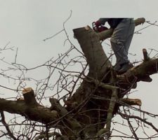 Tron&ccedil;onnage du cerisier qui malheureusement va nous g&ecirc;ner pour la construction de la maison ...
