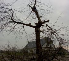 Tron&ccedil;onnage du cerisier qui malheureusement va nous g&ecirc;ner pour la construction de la maison ...
