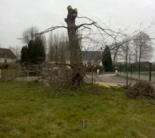 Tron&ccedil;onnage du cerisier qui malheureusement va nous g&ecirc;ner pour la construction de la maison ...