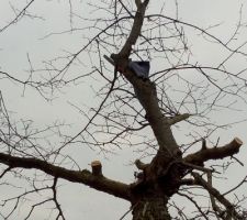 Tron&ccedil;onnage du cerisier qui malheureusement va nous g&ecirc;ner pour la construction de la maison ...