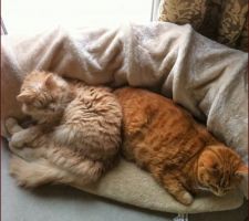 Pour kathy971 : mes 2 chats qui stressent et se consolent mutuellement :-)