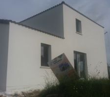 Crépis finis