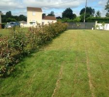 PHOTINIA SUR 30 M PRIX 15 EUROS LE PIED HAUTEUR 1,20M CHEZ RAYMOND ROUTE DE BLAYE