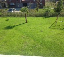 Palmier + balan&ccedil;oire