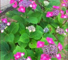 Variété inconnue d'hortensia ... : résultat de simples boutures de 3 ans