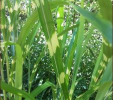 Détail d'une feuille rayée de miscanthus giraffe  ( rayures faisant penser au sinensis zebrinus )