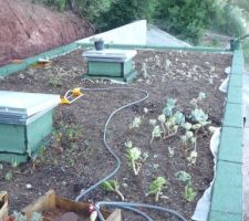 Sur le toit du garage la terre est déjà en place et on distingue les plantes grasses qui , avec tout esortes de sédums, vont creer un toit végétalisé