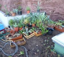 Ces plantes grasses ( beaucoup d'agaves différents  ) vont coloniser les terres du jadin, en attendant, elles ne risquent rien sur le toit