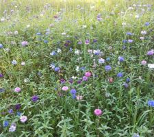 Le coin prairie fleurie.