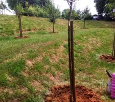 Les pieds des arbres fruitiers nettoyés et cuvettes refaites