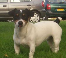 Chipie