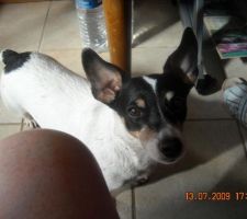 Chipie