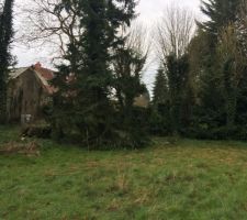 Futur emplacement de notre maison "les arbres vont malheureusement disparaitre "
vous pouvez apercevoir le puits sous les vivaces pr&ecirc;t du sapin.