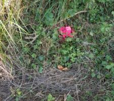 Implantation maison