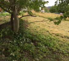 Un noyer que nous hesitons &agrave; couper... Je verrais plus tard