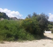 Entre planche tallus vue du fond