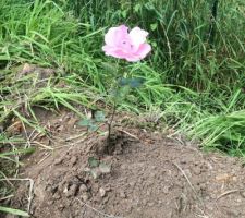 Des jolies roses, ça fait plaisir !