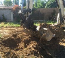 Arbre &agrave; d&eacute;soucher futur emplacement du garage