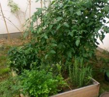 Le plant de tomates cerises a littéralement explosé !