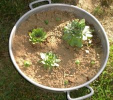 Les "mères de famille", ou joubarbe, ou barbe de Jupiter. Une plante épatante !