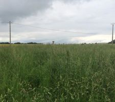 Terrain avant fauchage