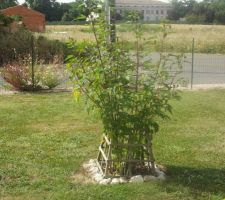 Mon hibiscus des marais en boutons